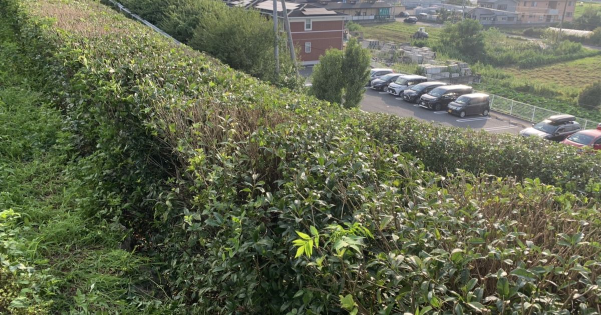 植え込みの剪定は自分でできる 植え込みについての知識や剪定のコツをわかりやすく解説