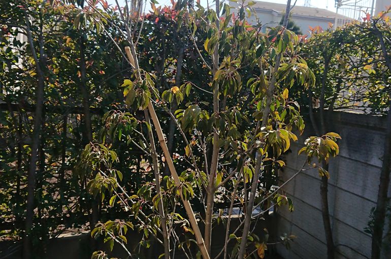 ソヨゴ シロモジの植樹