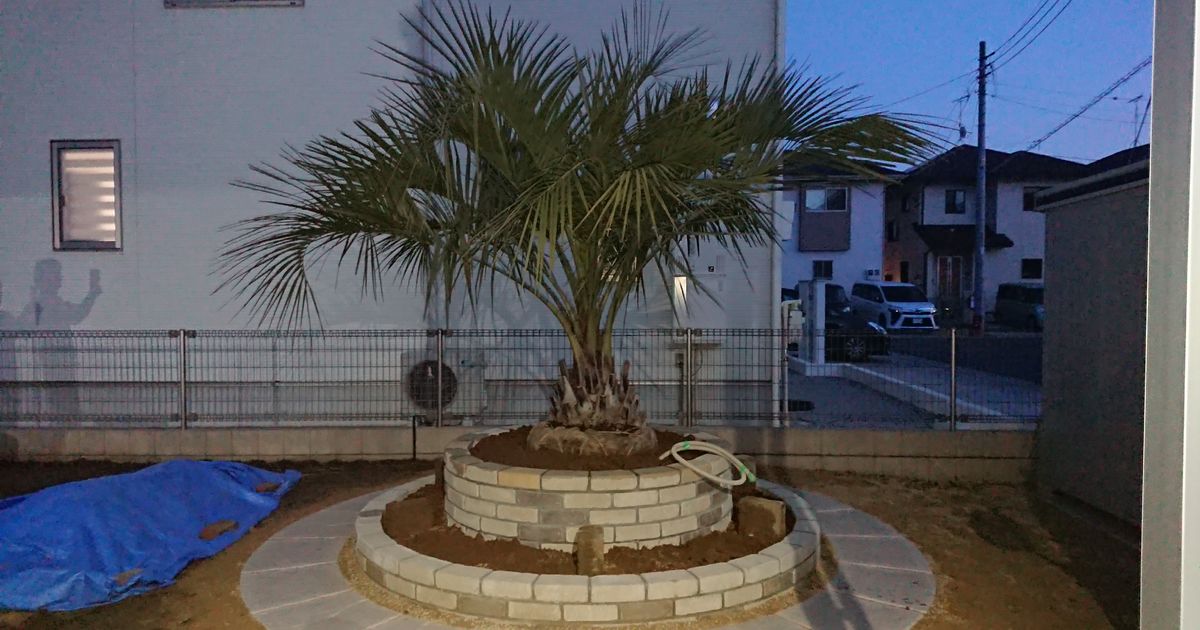 ココスヤシ　椰子の木　ヤシの木　引き取り限定　埼玉県